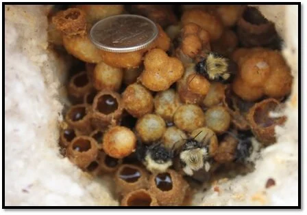 Bumble Bee Box Monitoring — Alberta Native Bee Council
